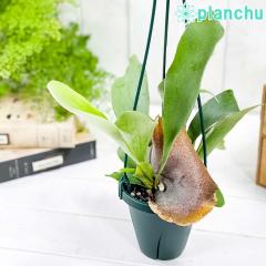 PLANCHU ϗtA rJNV_ ALRl 4݂蔫 ĕt Platycerium alcicorne AVRl veBPE RE