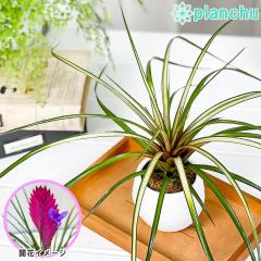 PLANCHU �ϗt�A�� �����V�A �L�A�l�A ������ 3���۔� �󂯎M�t�� ��ĕ��������t�� Wallisia cyanea �eVariegata�f �o���G�K�[�^ �u����