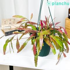 PLANCHU �ϗt�A�� �v�Z�E�h���v�T���X �������[�T 6���݂蔫 ��ĕ��������t�� Pseudorhipsalis ramulosa �X�ѐ��T�{�e��