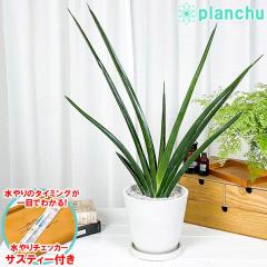 PLANCHU ϗtA TZxA J^i 7 zCg TXeB[t 󂯎Mt ĕt Sansevieria eKatanaf TX