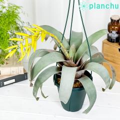 PLANCHU ϗtA t[ZA TEfV[ 5݂蔫 ĕt Vriesea saundersii uA ^NuA