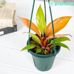 PLANCHU �ϗt�A�� �t�B���f���h���� �v�����X�I�u�I�����W 4���݂蔫 ��ĕ��������t�� Philodendron �ePrince Of Orange�f �A���C�h