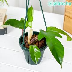 PLANCHU ϗtA tBfh XNA~tF 4݂蔫 ĕt Philodendron squamiferum ACh