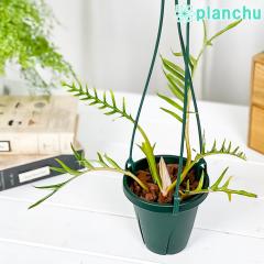 PLANCHU �ϗt�A�� �t�B���f���h���� �g�[�^�� 4���݂蔫 ��ĕ��������t�� Philodendron tortum �A���C�h