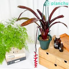 PLANCHU ϗtA GNA tHX^[YtFCobg 4݂蔫 ĕt  Aechmea eFosters Favoritef uA ^N