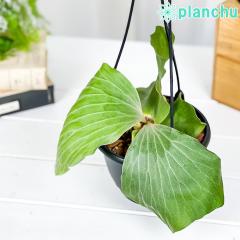 PLANCHU ϗtA rJNV_ ASZ 5݂蔫 ĕt Platycerium angolense Gt@geBX veBPE R