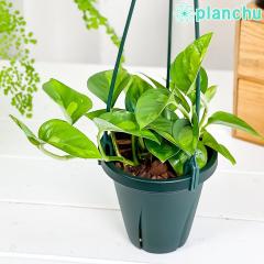 PLANCHU �ϗt�A�� �|�g�X �O���[�o���O���[�� 4���݂蔫 ��ĕ��������t�� PVP Epipremnum aureum �eGlobal Green�f  �G�s�v�����i�� �A