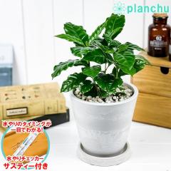 PLANCHU ϗtA R[q[mL ArJ 5 zCg TXeB[t 󂯎Mt ĕt Coffea arabica R[q[̖
