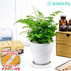 PLANCHU �ϗt�A�� �A�W�A���^�� �t���b�c���[�V�[ 5�������� �z���C�g �T�X�e�B�[�t�� �󂯎M�t�� ��ĕ��������t�� Adiantum raddianum 