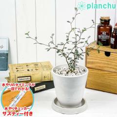 PLANCHU �ϗt�A�� �����w���̖� �\�t�H�� ���g���x�C�r�[ 4�������� �z���C�g �T�X�e�B�[�t�� �󂯎M�t�� ��ĕ��������t�� Sophora pros