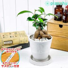 PLANCHU �ϗt�A�� �K�W���}�� 4�������� �z���C�g �T�X�e�B�[�t�� �󂯎M�t�� ��ĕ��������t��  Ficus microcarpa �t�B�J�X �~�N���J��