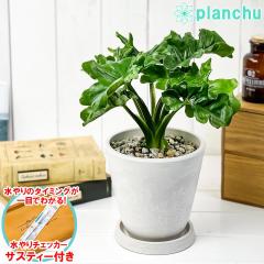 PLANCHU �ϗt�A�� �t�B���f���h���� �Z���[�� �X�[�p�[�A�g�� 5�������� �z���C�g �T�X�e�B�[�t�� �󂯎M�t�� ��ĕ��������t�� Philoden