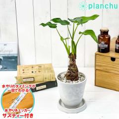 PLANCHU ϗtA AJVA V}NYC 4 zCg TXeB[t 󂯎Mt ĕt Alocasia cucullata A