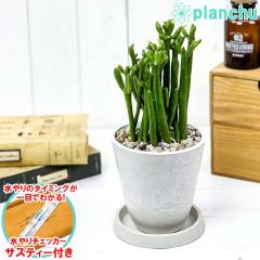 PLANCHU ϗtA [tHrA Zh 4 zCg TXeB[t 󂯎Mt ĕt Euphorbia cedrorum I