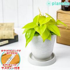 PLANCHU �ϗt�A�� �t�B���f���h���� �I�L�V�J���f�B�E�� ���C�� 4�������� �z���C�g �T�X�e�B�[�t�� �󂯎M�t�� ��ĕ��������t�� �A���C