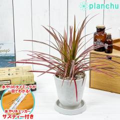 PLANCHU �ϗt�A�� �h���Z�i �}���M�i�[�^ ���C���{�[ 4�������� �z���C�g �T�X�e�B�[�t�� �󂯎M�t�� ��ĕ��������t�� �^���̖� �}�W�i