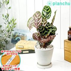 PLANCHU �ϗt�A�� �J���e�A �}�R���i 5�������� �z���C�g �T�X�e�B�[�t�� �󂯎M�t�� ��ĕ��������t�� Calathea makoyana �ܐF��H���m