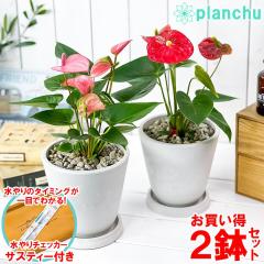 ϗtA AXE bh  sN 2Zbg 5 zCg TXeB[t 󂯎Mt ĕt AX[ 