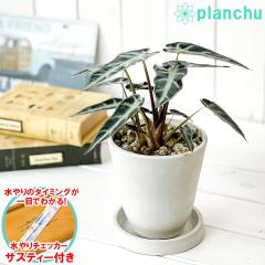 PLANCHU ϗtA AJVA or[m A[ 4 zCg TXeB[t 󂯎Mt ĕt Alocasia eBambino A