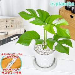 PLANCHU ϗtA qXe 4 ~fBzCg TXeB[t 󂯎Mt ĕt Rhaphidophora tetrasperma 