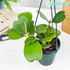 PLANCHU ϗtA z J[[ 4݂蔫 ĕt Hoya kerrii n[gz KKC TN 