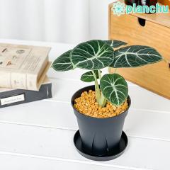 PLANCHU �ϗt�A�� �A���J�V�A �j���W�� 3.5���X���b�g�� �󂯎M�t�� ��ĕ��������t�� Alocasia reginula �eNinja�f �A���C�h