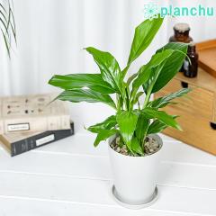 PLANCHU ϗtA XpeBtB 4 󂯎Mt ĕt Spathiphyllum ACh