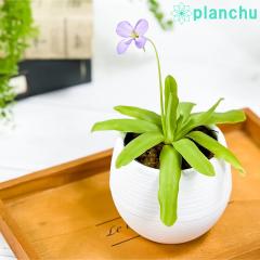 PLANCHU HA sML AtfB[e 3۔ 󂯎Mt ĕt Pinguicula eAphroditef VgX~