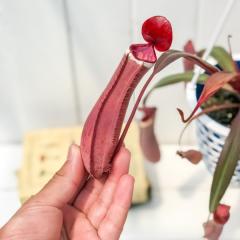 PLANCHU �H���A�� �l�y���e�X �A���{�}���M�i�[�^ 4���݂蔫 ��ĕ��������t�� Nepenthes albomarginata �E�c�{�J�Y��