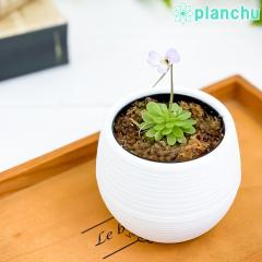 PLANCHU HA sML GZAi 3۔ 󂯎Mt ĕt Pinguicula esseriana qAViKVgX~