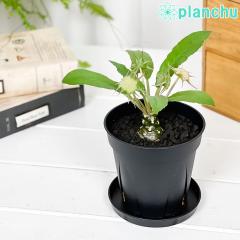 PLANCHU �����A�� �R�[�f�b�N�X �h���X�e�j�A �t�H�G�`�_ 3���� �󂯎M�t�� ��ĕ��������t�� Dorstenia foetida