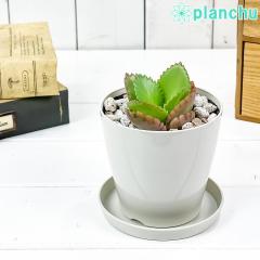 PLANCHU A JRG qٌc ׂ񂯂 3.5 󂯎Mt ĕt Kalanchoe daigremontiana R_J
