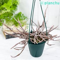 PLANCHU �����A�� ���[�t�H���r�A �v���e�B�N���_ 5���݂蔫 ��ĕ��������t�� Euphorbia platyclada �]���r�v�����c �ϗt�A��