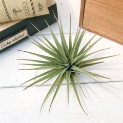 PLANCHU �G�A�v�����c �e�B�����W�A �G�X�s�m�[�T 1�� ��ĕ��������t�� Tillandsia espinosae �G�A�[�v�����c �`�����W�A �t���[�Z�A