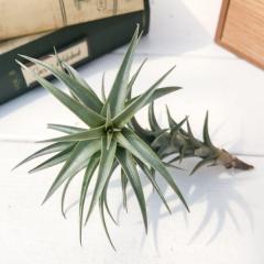 PLANCHU �G�A�v�����c �e�B�����W�A ���e�B�t�H���A �G�i�m���b�h 1�� ��ĕ��������t�� Tillandsia latifolia �eEnano Red�f �G�A�[�v��