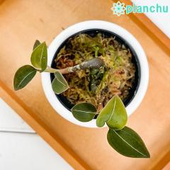 PLANCHU WGI[Lbh fBVA fBXJ[ jOJXubN 3۔ 󂯎Mt ĕt Ludisia discolor cv.