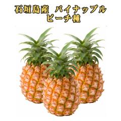 �\��̔� 4�����{�����\�� �p�C�i�b�v�� �t���[�c �ʕ� �썑 �M�t�g ��̓� ���ꌧ�Y �Ί_���Y �s�[�`�p�C�� �p�C���_�ƒ��� ��2.4kg�i2