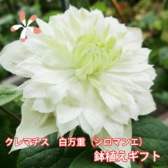 クレマチス テッセン 白万重 送料無料【 シロマンエ 鉢植え 篭付き ラッピング 無料 】販売 四季咲き 八重 常緑 ペパーミント 青 ピンク