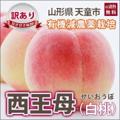 2025年 予約 桃 白桃 西王母 わけあり 送料無料 国産 【 西王母 訳あり 3kg 満杯詰 加藤農園 有機減農薬栽培※発送期間は( 9月下旬