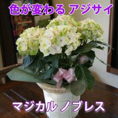 ハイドランジア アジサイ 【 色が変わる マジカルノブレス あじさい 送料無料 鉢植え ト 紫陽花 】 父の日 ギフト 西安 ダンスパーティ