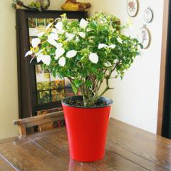 コンロンカ コンロンカの花 ハンカチの花 送料無料 【 コンロンカ(ハンカチの花)鉢植え 】 育て方 販売 挿し木 京都 剪定 寄植え