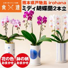 �Ӓ��� �~�f�B 2�{�� ���A�� �Ԃ̐F���܂��� �����풲�� ��� �� �F�{���Y �Ȃ�����_�� irohana �m�� ���� �m���� �� �Y�� �퉷�� ����