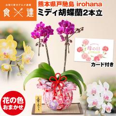 ��̓� �M�t�g �� �~�f�B�Ӓ��� 2�{�� �F�{���Y ���C�~��� �m���� �� �؂����� �퉷�� �����s�� �w����s�� �Y��