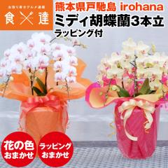 �Ӓ��� �~�f�B 3�{�� ���A�� �Ԃ̐F���܂��� ���b�s���O�t�� �M�t�g �����p �F�{���Y irohana �m�� ���� �m���� �� �Y�� �퉷�� �����s��