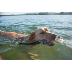 EZYDOG �r�[�o�[�e�C�� S ���[�v ���V�� ���p�������� �C�[�W�[�h�b�O ���ɕ�����������