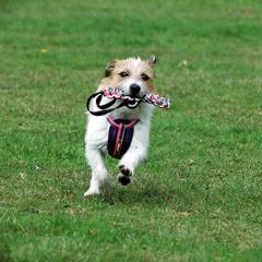 EZYDOG �r�[�o�[�e�C�� L ���[�v ���V�� ���p�������� �C�[�W�[�h�b�O ���ɕ����������� ��^�� ���^��