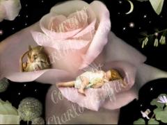 �V�g �d�� �G�� �A �N���C�G�b�g �R�[�i�[ �i�Â��ȕЂ��݁j�O���[�e�B���O ���b�Z�[�W �J�[�h �t�F�A���[ �G���W�F�� �t�H�g�O���t �A�[