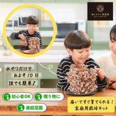 ���������͔|�L�b�g ����̂��������_��  �ő� �������� �V�C�^�P �ƒ�؉� ���R���� �ώ@ ���� ���̂��͔| �͔|�L�b�g �͔|�Z�b�g �ۏ� 