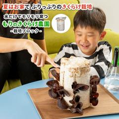 �y�u���b�N�̂݁E�t���i�E�������Ȃ��z�����炰�͔|�L�b�g ����̂����炰�_���������N | �L�N���Q �؎� �ƒ�؉� �ώ@ ��� ���� ����