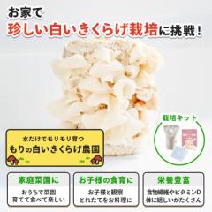 �������炰�͔|�L�b�g ����̔��������炰�_�� | �L�N���Q �؎� �ƒ�؉� �ώ@ ��� ���� ���̂��͔| �L�m�R�͔| �͔|�L�b�g �ۏ� ������